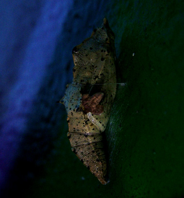 Hvor er sommerfuglene om vinteren! Et af svarene er som puppe! Her er Stor kålsommerfugl puppe på en væg på Christiania en kold novemberaften d. 24 november 2004.Fotograf: Lars Andersen