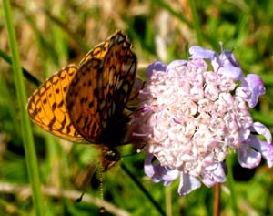 Brunlig perlemorsommerfugl, Clossiana selene p en scabiose. Gedesby, Falster. 8 august - 2004 Fotograf: Lars Andersen