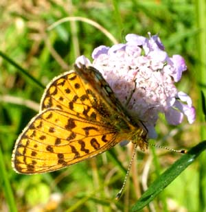 Brunlig perlemorsommerfugl, Clossiana selene p en scabiose. Gedesby, Falster. 8 august - 2004 Fotograf: Lars Andersen