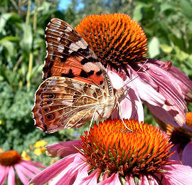 Tidselsommerfugl Vanessa cardui, H/F Vennelyst, d. 4/8 - 2003. Fotograf: Lars Andersen