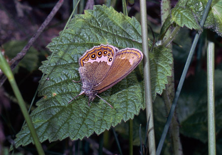 Herorandøje, Coenonympha hero. Lellinge Frihed juni 1977. Fotograf: Michael Andersen