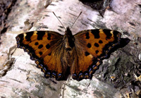 Kirsebrtakvinge, Nymphalis polychloros. land. juni 1998. Fotograf: Jens Meulengracht Madsen