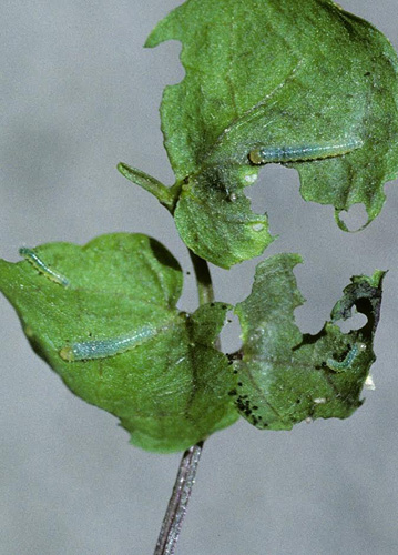 Grønåret Kålsommerfugl, Pieris napi æg. Brabrand, Jylland maj 1990. Fotograf; Tom Nygaard Kristensen