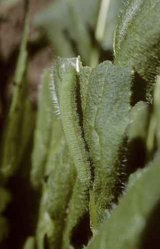 Grønåret Kålsommerfugl, Pieris napi æg. Brabrand, Jylland maj 1990. Fotograf; Tom Nygaard Kristensen