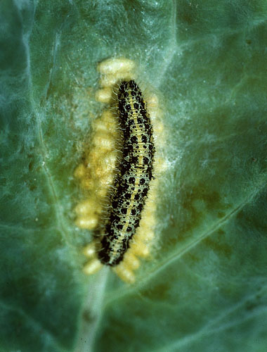 Stor klsommerfugl snyltestukket larve. rhus .Fotograf; Tom Nygaard Kristensen