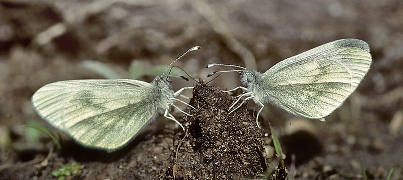 Enghvidvinge. Leptidea juvernica. Bastemosen, Almindingen, Bornholm. d. 31 maj 1995. Fotograf; Tom Nygaard Kristensen