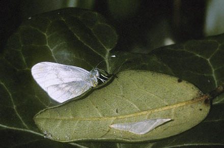 Enghvidvinge. Leptidea juvernica. Bastemosen, Almindingen, Bornholm. d. 31 maj 1995. Fotograf; Tom Nygaard Kristensen