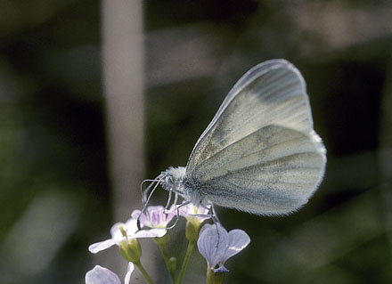 Enghvidvinge. Leptidea juvernica. Bastemosen, Almindingen, Bornholm. d. 31 maj 1995. Fotograf; Tom Nygaard Kristensen