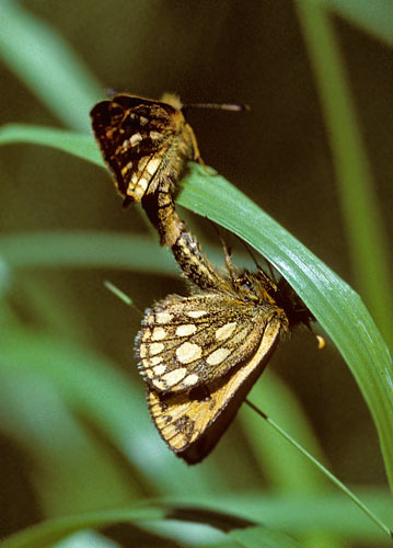 Sortplettet Bredpande, Carterocephalus silvicola parring. Sholt Skov, Lolland. 8 juni 1997. Fotograf:; Tom Nygaard Kristensen