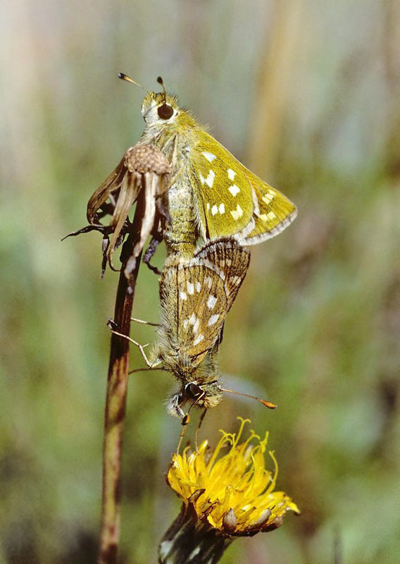 Kommabredpande, Hesperia comma. Glatved Strand, Djursland d. 30 juli 1997. Fotograf; Tom Nygaard Kristensen
