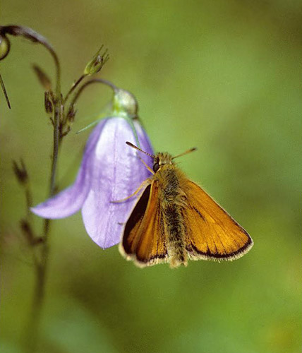 Stregbredpande, Thymelicus lineola. Jylland d. 4 august 1998. Fotograf; Tom Nygaard Kristensen