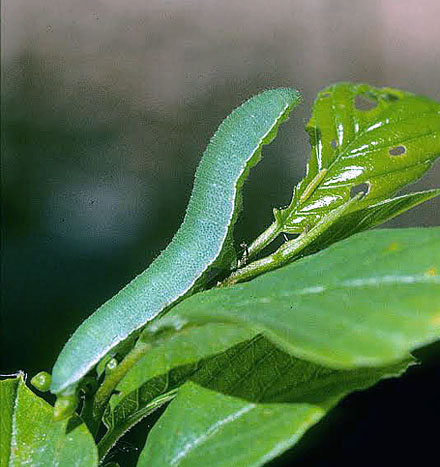 Citronsommerfugl, Gonepteryx rhamni.  Gjern Bakker, Jylland. 1999. Fotograf:; Tom Nygaard Kristensen