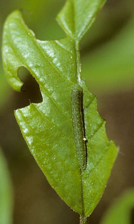 Citronsommerfugl, Gonepteryx rhamni.  Gjern Bakker, Jylland. 1999. Fotograf:; Tom Nygaard Kristensen