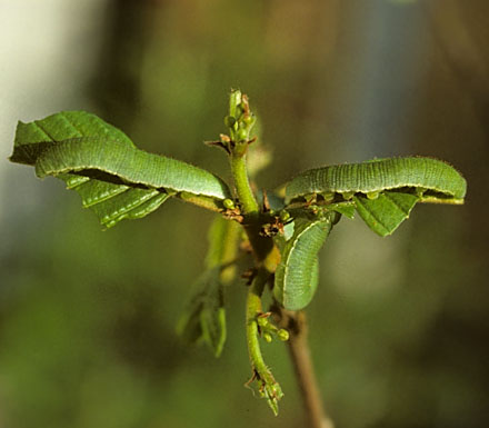 Citronsommerfugl, Gonepteryx rhamni.  Gjern Bakker, Jylland. 1999. Fotograf:; Tom Nygaard Kristensen