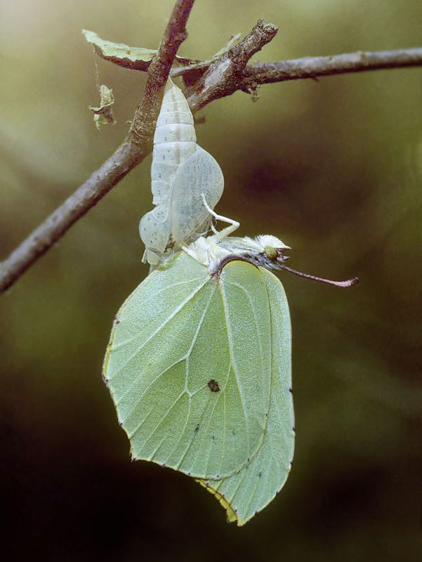 Citronsommerfugl, Gonepteryx rhamni.  Gjern Bakker, Jylland. 1999. Fotograf:; Tom Nygaard Kristensen