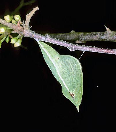 Citronsommerfugl, Gonepteryx rhamni.  Gjern Bakker, Jylland. 1999. Fotograf:; Tom Nygaard Kristensen