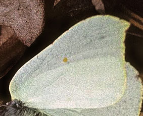 Citronsommerfugl, Gonepteryx rhamni.  Gjern Bakker, Jylland. 1999. Fotograf:; Tom Nygaard Kristensen