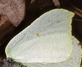 Citronsommerfugl, Gonepteryx rhamni. Gjern Bakker, Jylland. 1999. Fotograf:; Tom Nygaard Kristensen