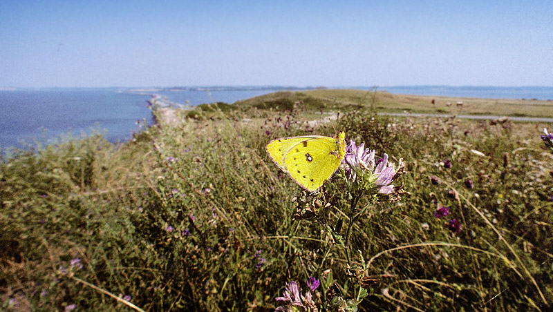 Gul Høsommerfugl, Colias hyale. Helnæs, Fyn, Danmark 5 august 1999. Fotograf; Tom Nygaard Kristensen