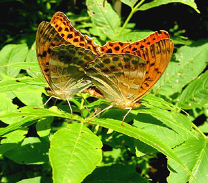 Kejserkbe, Argynnis paphia Kge s d. 17 juli 2004. Fotograf: Peter Mllmann