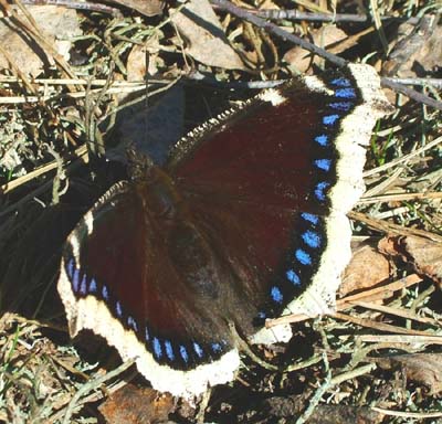 Srgekbe, Nymphalis antiopa, Melby Overdrev d. 10 april 2004. fotograf: Lars Andersen