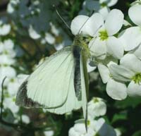 Stor Kålsommerfugl, Pieris brassicae. På en Kalkkarse, Arabis caucasia. Dyssen, Christiania d. 28 april 2004