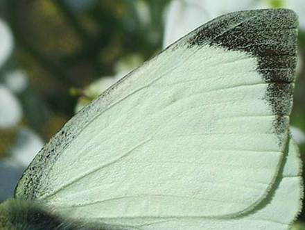 Stor Kålsommerfugl, Pieris brassicae. På en Kalkkarse, Arabis caucasia. Dyssen, Christiania d. 28 april 2004. Fotograf: Lars Andersen
