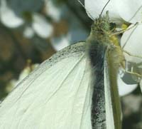 Stor Klsommerfugl, Pieris brassicae. Dyssen, Christiania d. 28 april 2004. Fotograf: Lars Andersen