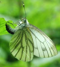 Grønåret kålsommerfugl, Artogeia napi hun ved at lægge æg på underside af blad. Bad Zwishenahn, Ammeland, Germany 16 maj 2004. Fotograf Lars Andersen