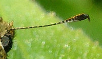 Stor Bredpande, Ochlodes venatus han kan kendes fra hunnen på duftskælsstriben på forvinge overside. Farum d. 13 juni 2004. Fotograf: Lars Andersen