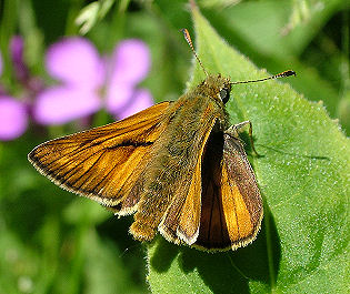 Stor Bredpande, Ochlodes venatus han kan kendes fra hunnen p duftsklsstriben p forvinge overside. Farum d. 13 juni 2004. Fotograf: Lars Andersen