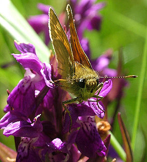 Stor Bredpande, Ochlodes venatus på sin udsigtpost i toppen af en gøgeurt. Kattehale mose d. 13 juni 2004. Fotograf: Lars Andersen