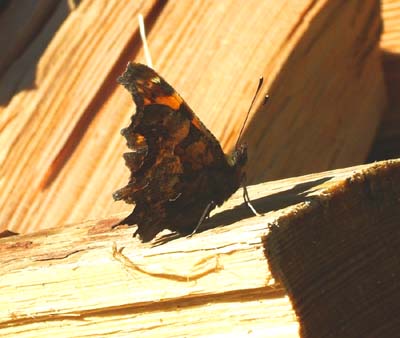 Det Hvide C, Polygonia c - album, Asserbo plantage d. 10 april 2004. fotograf: Lars Andersen