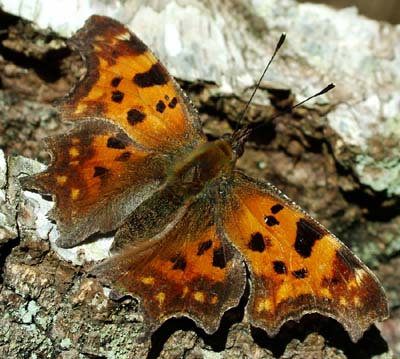 Det Hvide C, Polygonia c - album, Asserbo plantage d. 10 april 2004. fotograf: Lars Andersen