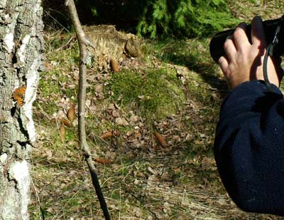 Henrik fotograferer Det Hvide C, Polygonia c - album, Asserbo plantage d. 10 april 2004. fotograf: Lars Andersen