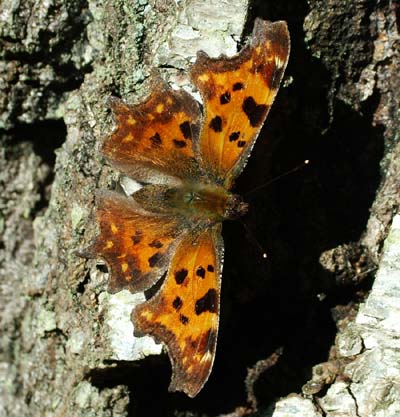 Det Hvide C, Polygonia c - album, Asserbo plantage d. 10 april 2004. fotograf: Lars Andersen