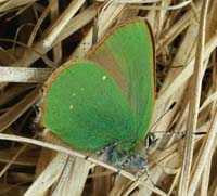 Grøn Busksommerfugl, Callophrys rubi. Melby Overdrev d. 25 april 2004. Fotograf Lars Andersen