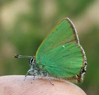 Grn Busksommerfugl, Callophrys rubi. Melby Overdrev d. 25 april 2004. Fotograf Lars Andersen