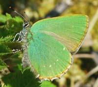 Grn Busksommerfugl, Callophrys rubi  p birkeblad. Her er en med hvide pletter p bagvingerne, i nogle sjldne tilflde kan de hvide pletter samle sig til et bnd. S ligner den C. avis ret godt! d. 2 maj 2004. Lyngby mose, Nordsjlland. S lykkes det at fotograferer denne art her i mosen!