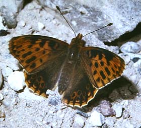 Storplettet perlemorsommerfugl, Issoria lathonia, denne melanistisk aberration er et meget sjldent syn. Melby Overdrev, d. 28 july 1982 Fotograf: Lars Andersen