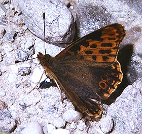 Storplettet perlemorsommerfugl, Issoria lathonia, denne melanistisk aberration er et meget sjldent syn. Melby Overdrev, d. 28 july 1982 Fotograf: Lars Andersen