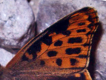 Storplettet perlemorsommerfugl, Issoria lathonia, denne melanistisk abbrevation er et meget sjldent syn. Melby Overdrev, d. 28 july 1982 Fotograf: Lars Andersen