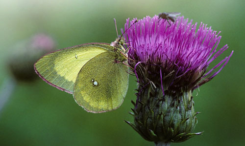 Mosehsommerfugl, Colias palaeno. Finland juli  1999. Fotograf; Tom Nygaard Kristensen