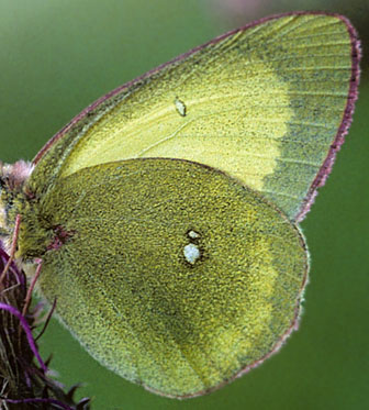 Mosehøsommerfugl, Colias palaeno. Finland juli 1999. Fotograf; Tom Nygaard Kristensen