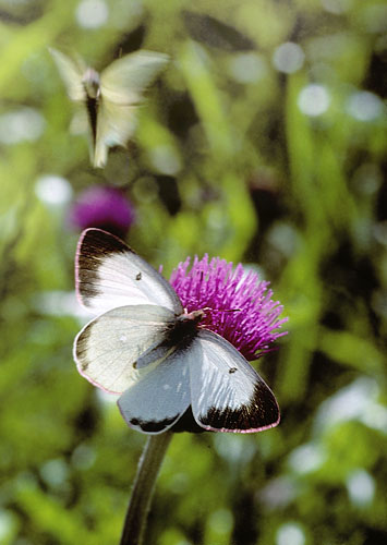 Mosehsommerfugl, Colias palaeno. Finland juli  1999. Fotograf; Tom Nygaard Kristensen