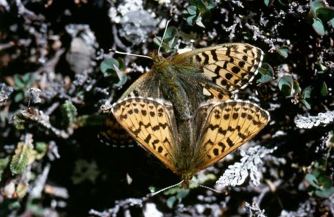 Arktisk perlemorsommerfugl, Boloria chariclea parring. Grnland.