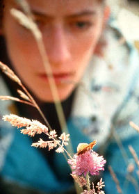 Brunlig perlemorsommerfugl, Clossiana selene, Tisvilde, Juni 1983. Fotograf: Lars Andersen