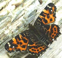 Nældesommerfugl, Araschina levana, d. 1 maj 2004. Store Hareskov, Nordsjælland