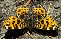 Nldesommerfugl, Araschnia levana. Horstbusche Dunghorst, Bad Zwishenahn, Ammeland, Germany 16 maj 2004. Fotograf Lars Andersen