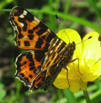 Nldesommerfugl, Araschnia levana. Horstbusche Dunghorst, Bad Zwishenahn, Ammeland, Germany 16 maj 2004. Fotograf Lars Andersen